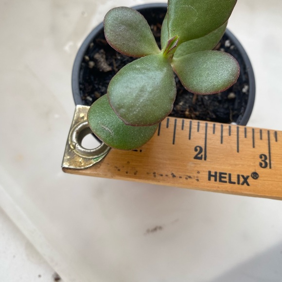 Jade Tree ( Mini) - Picture 5 of 5